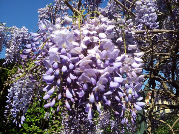 la-glicinia-o-wisteria-03