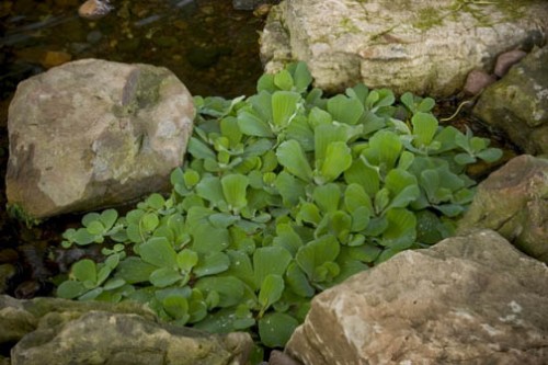 las-mejores-plantas-para-su-estanque-03