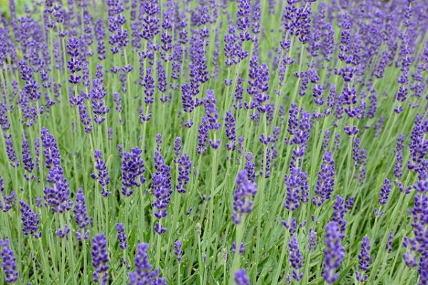 lavender-813758_640