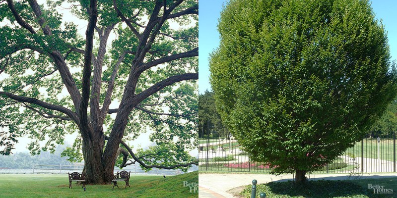 Los mejores árboles de sombra para tu jardín