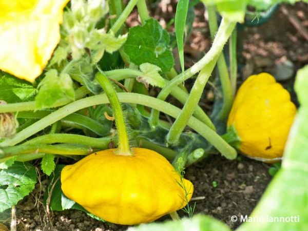 cultivar-calabazas-es-divertido-04