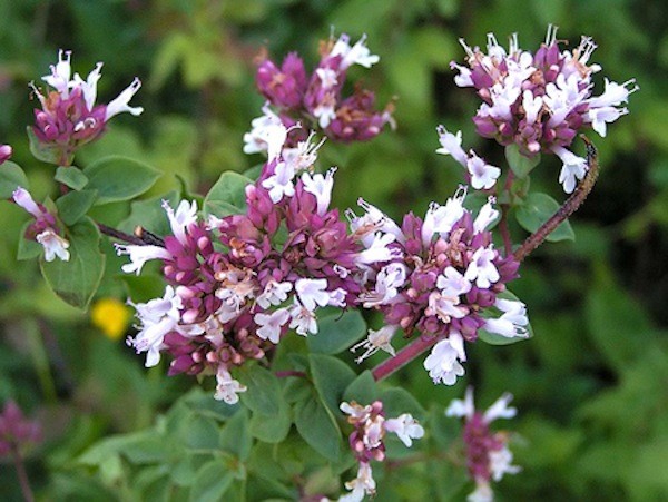 cultivo-y-conservacion-del-oregano-02
