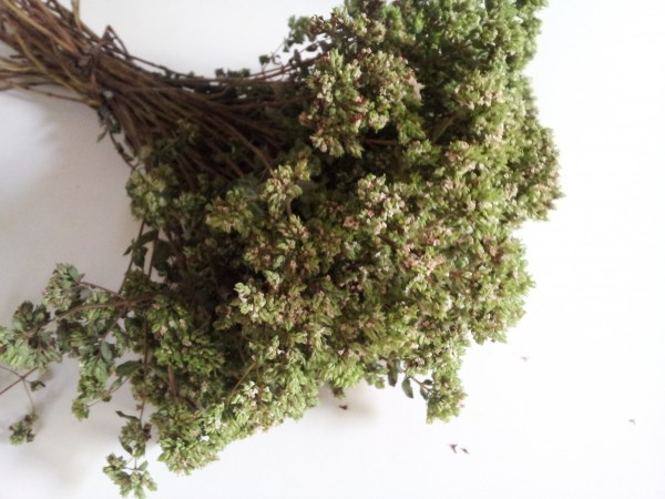 cultivo-y-conservacion-del-oregano-03