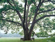 imagen Los mejores árboles de sombra para tu jardín