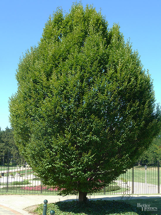 Los mejores árboles de sombra para tu jardín