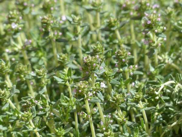 thyme-115379_640