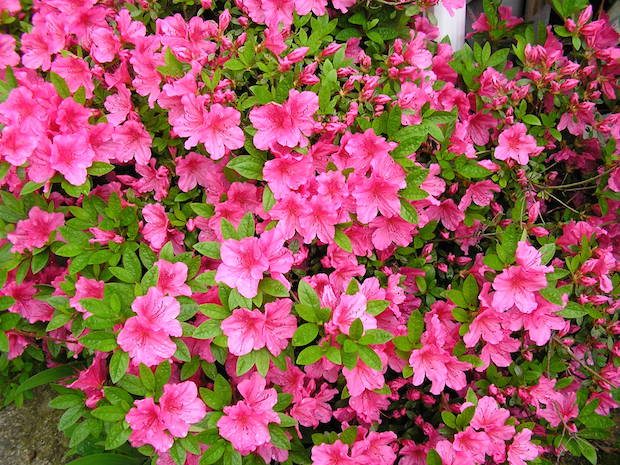 El cultivo de la azalea