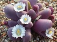 imagen El lithops o cactus piedra