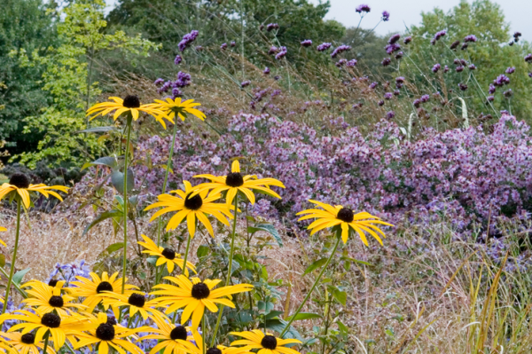 cultivar-la-verbena-argentina-03