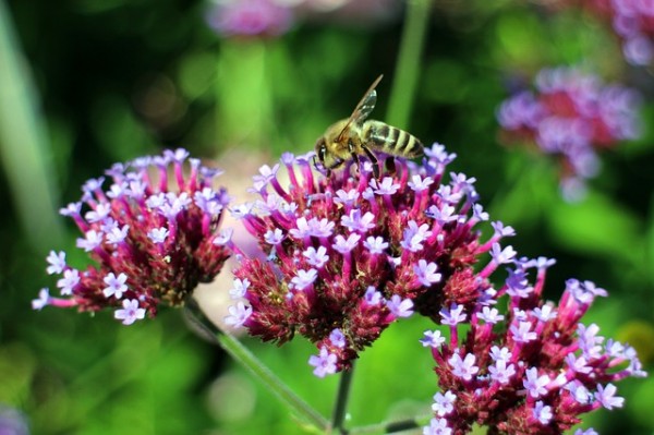 cultivar-la-verbena-argentina-04