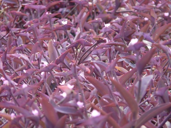 cultivo-de-la-tradescantia-purpurea-01