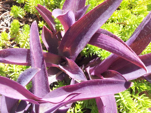 cultivo-de-la-tradescantia-purpurea-02