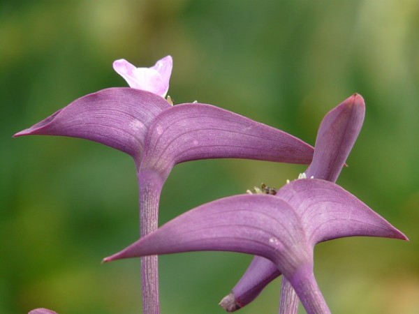 cultivo-de-la-tradescantia-purpurea-04