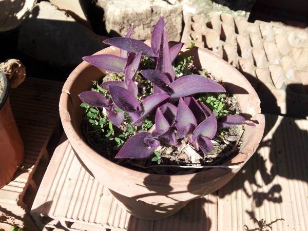 cultivo-de-la-tradescantia-purpurea-05