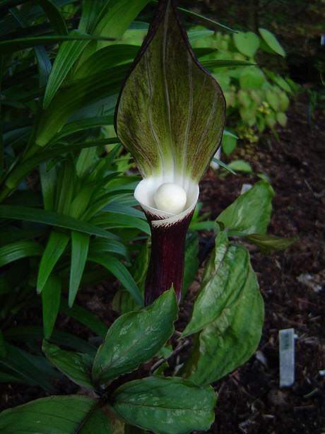 cultivo-y-cuidados-de-la-arisaema-01