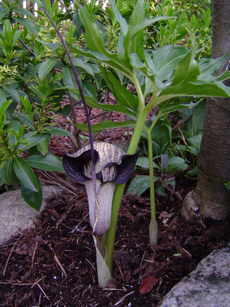 cultivo-y-cuidados-de-la-arisaema-02