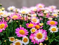 imagen El crisantemo, la flor más bella del jardín otoñal