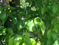 imagen El cultivo del árbol de la canela