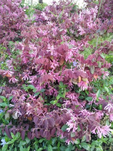 el-cultivo-del-loropetalum-chinense-01