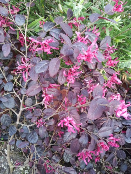 el-cultivo-del-loropetalum-chinense-05