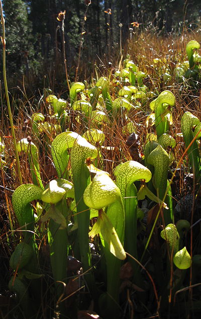 el-lirio-cobra-una-curiosa-planta-carnivora-07