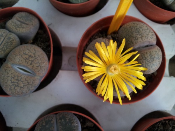 el-lithops-o-cactus-piedra-01