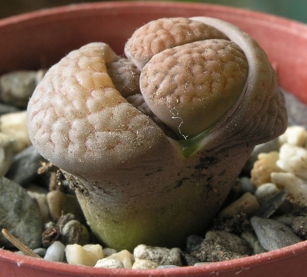 el-lithops-o-cactus-piedra-02