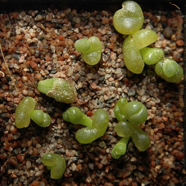 el-lithops-o-cactus-piedra-03