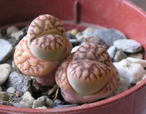 el-lithops-o-cactus-piedra-04