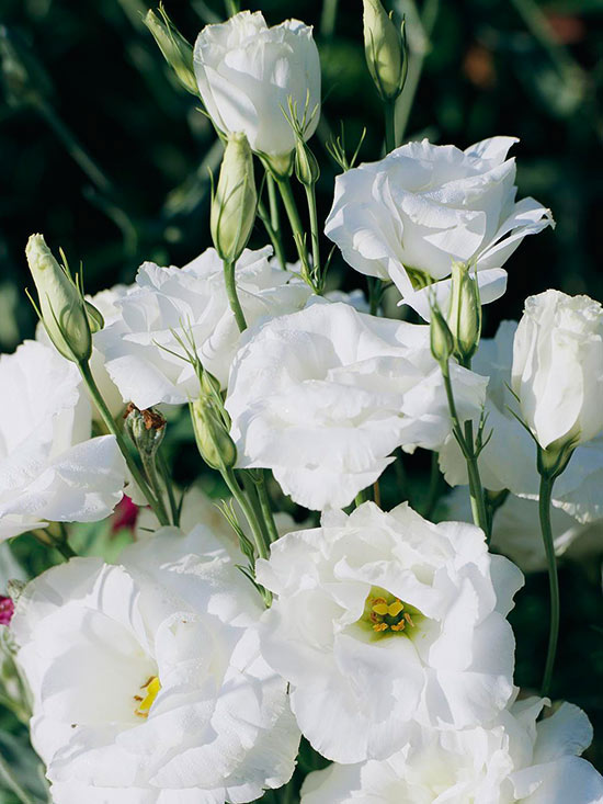 la-eustoma-grandiflora-01