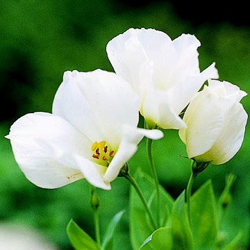 la-eustoma-grandiflora-03