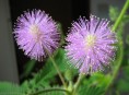 imagen La mimosa pudica, una planta sensible