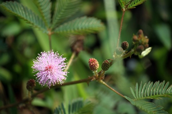 la-mimosa-una-planta-sensible-03