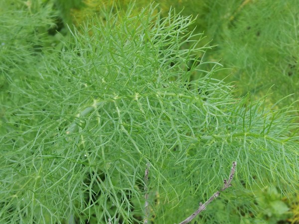 como-cultivar-el-hinojo-02