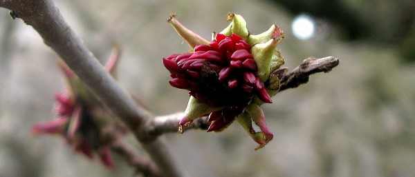 conoce-el-arbol-de-hierro-06