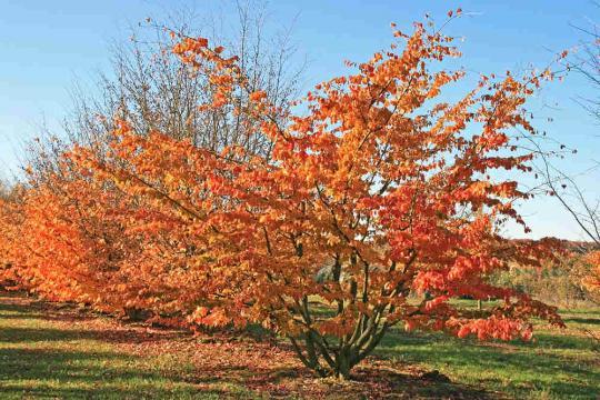 conoce-el-arbol-de-hierro-07