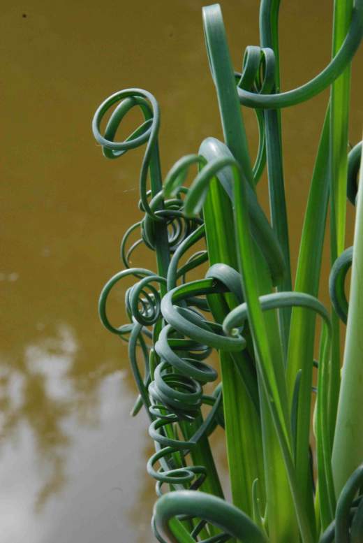 conoce-la-albuca-spiralis-01