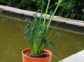 imagen Conoce la Albuca Spiralis