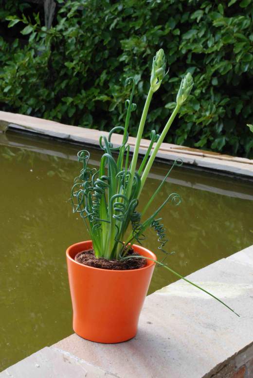 QHYDZ Garden-50pcs Raras Planta Espiralada Albuca Spiralis Semillas con Hojas Espiralada para Maceta Jardin Bonsai 