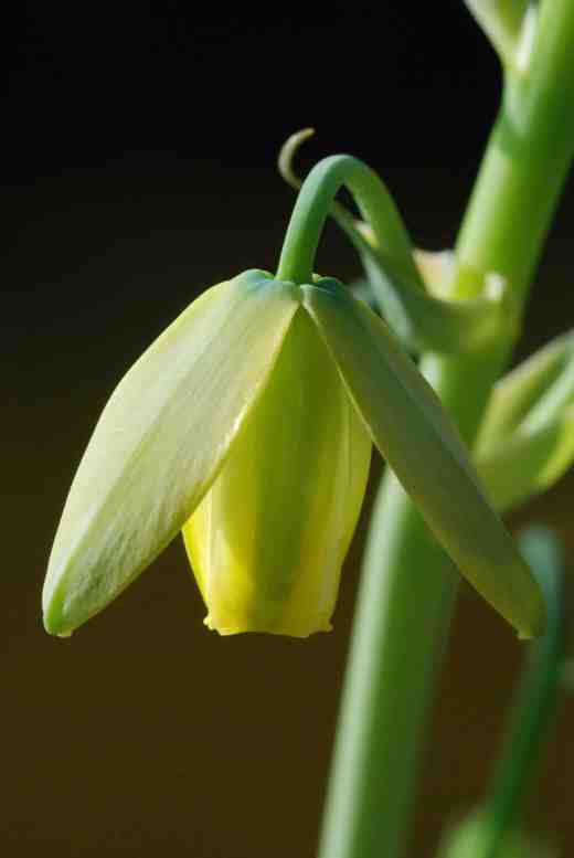 conoce-la-albuca-spiralis-04