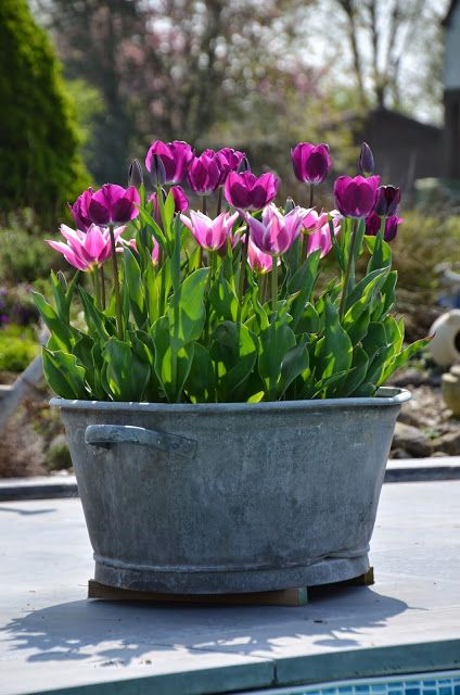 Consejo Situación Máquina de recepción Cómo plantar tulipanes en maceta