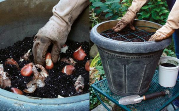 Cómo plantar en maceta