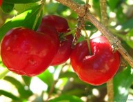 imagen Conoce la acerola