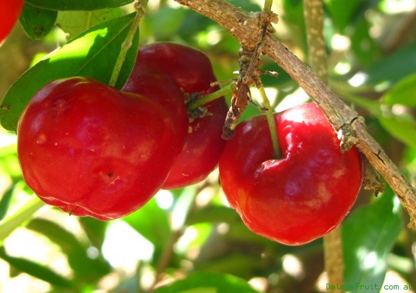 conoce-la-acerola-01