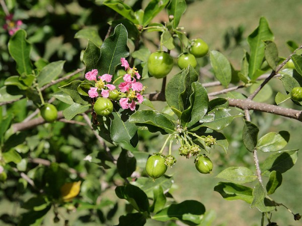 conoce-la-acerola-02