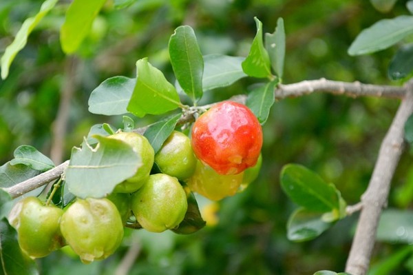 conoce-la-acerola-04