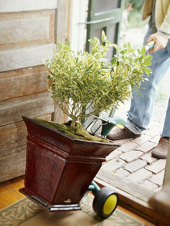 consejos-para-guardar-plantas-de-exterior-en-casa-01