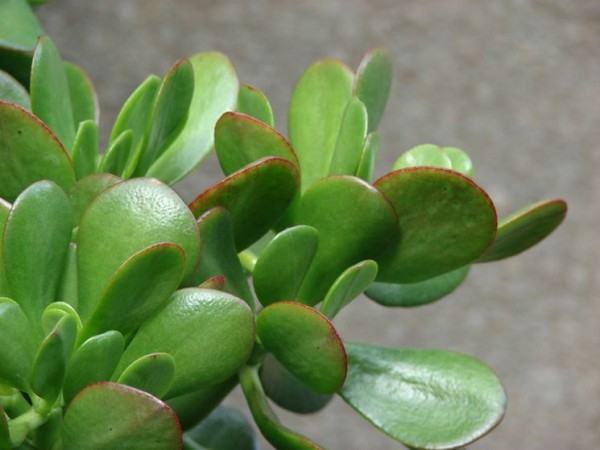 Cultivo y cuidados del árbol de jade
