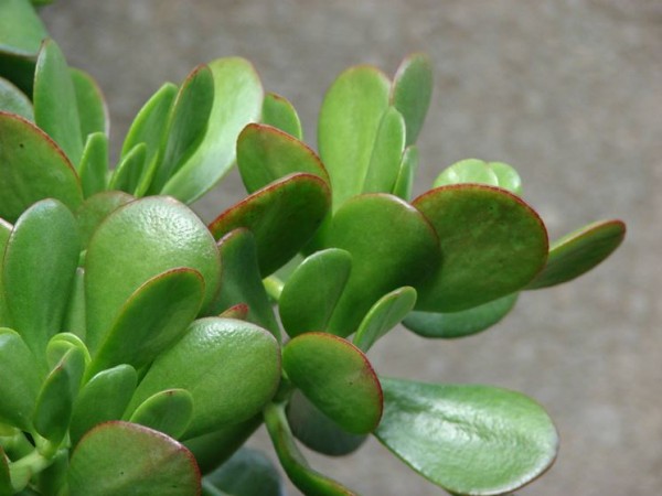 Cultivo Y Cuidados Del Arbol De Jade