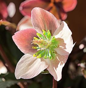 el-heleboro-una-planta-que-florece-en-invierno-03